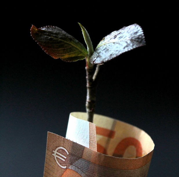 plant